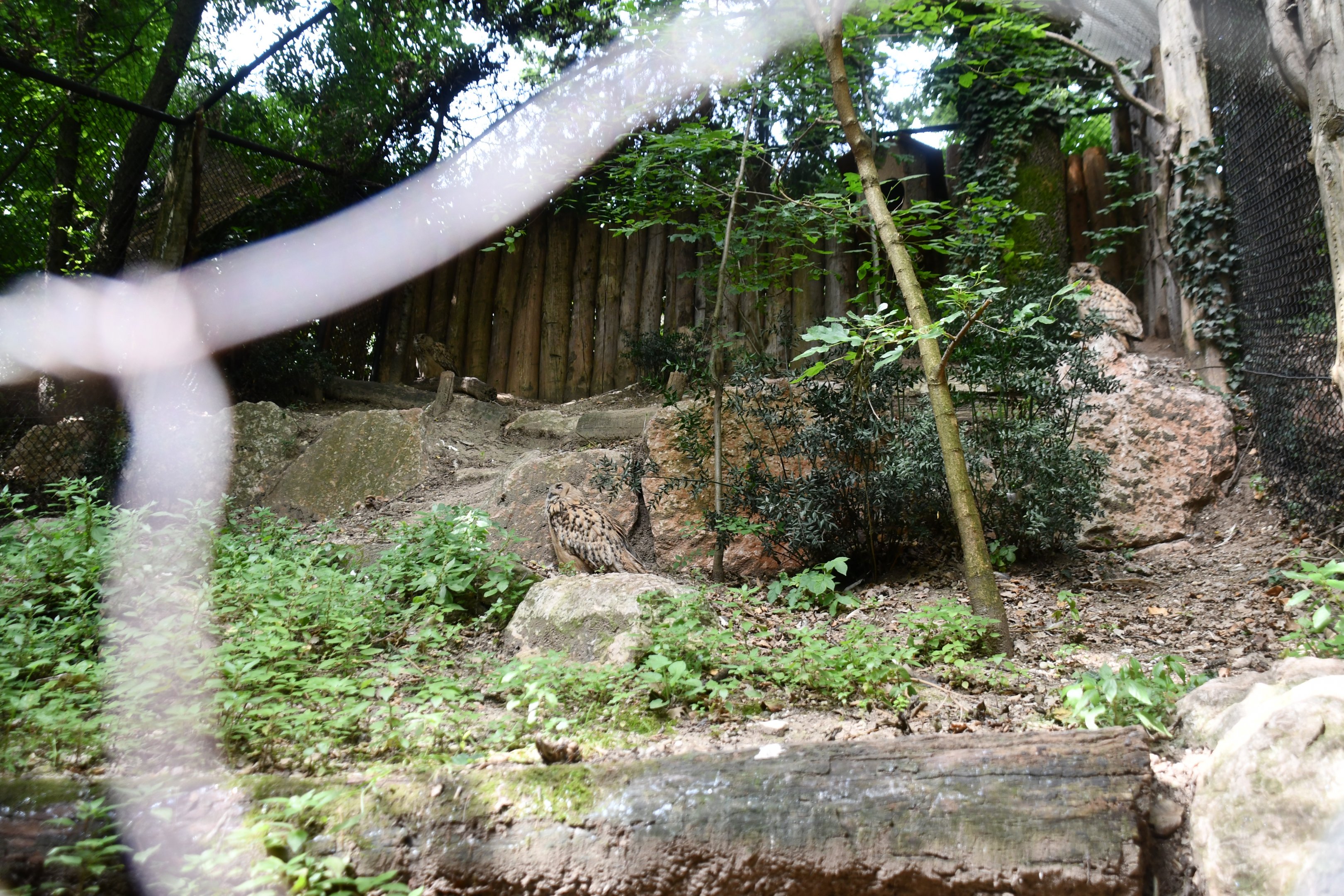 Siberian Eagle Owl aviary