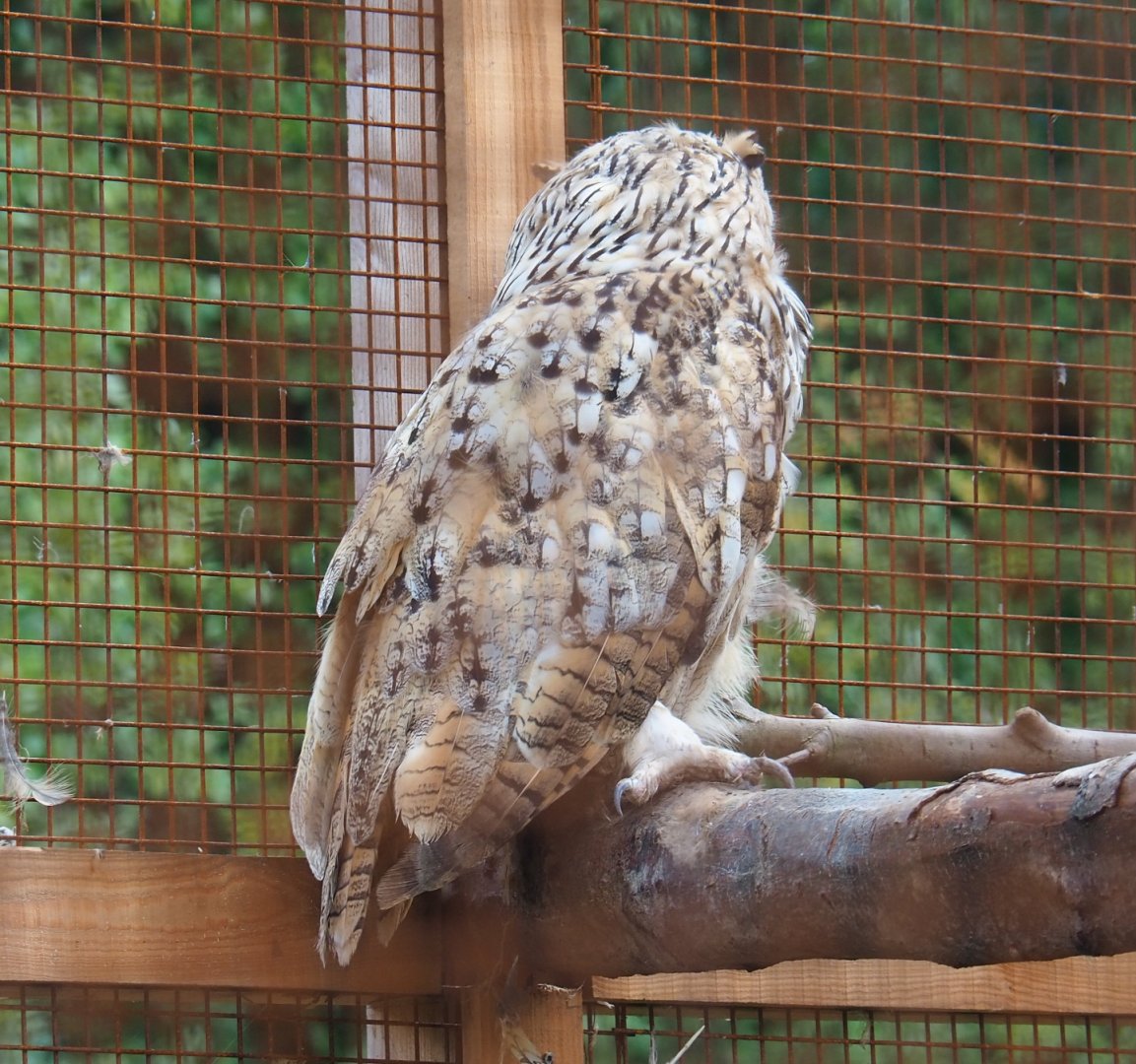 Siberian eagle-owl (Bubo bubo sibiricus)