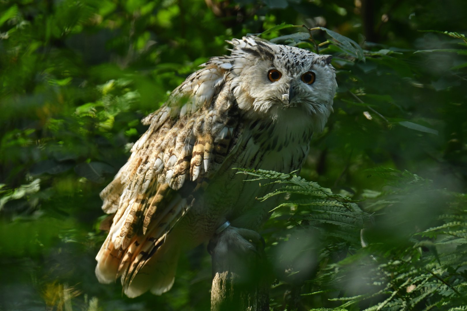 Siberian eagle-owl (Bubo bubo sibiricus)