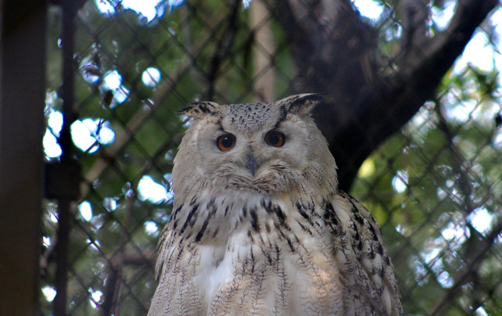 Siberian Eagle-Owl (Bubo bubo sibiricus)