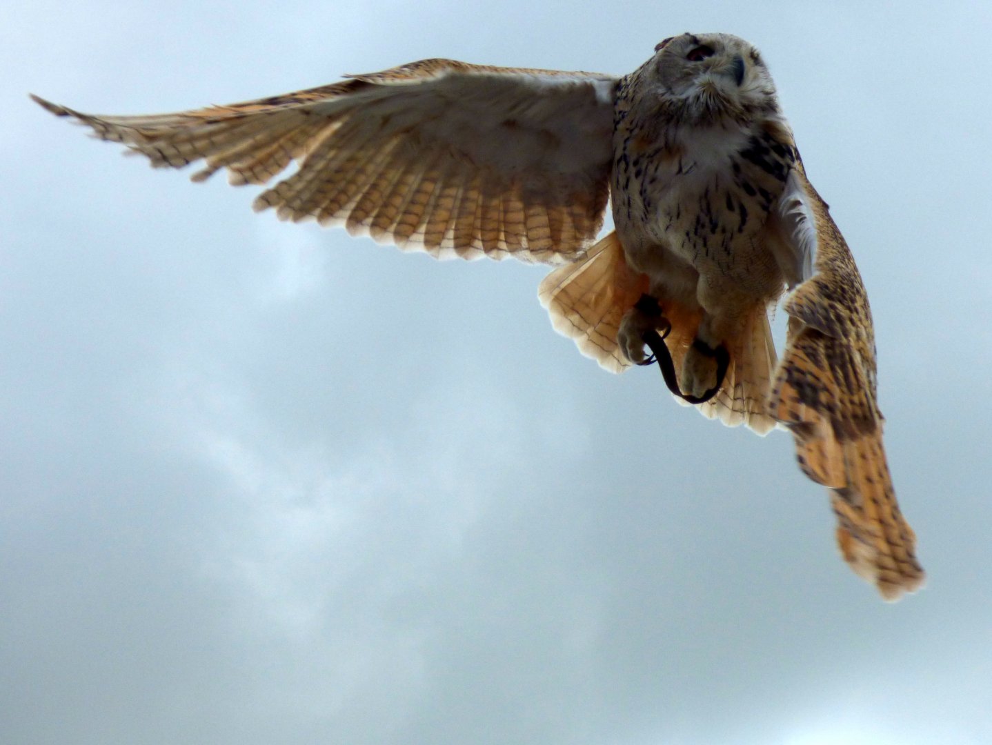 Siberian eagle-owl (Bubo bubo sibiricus)