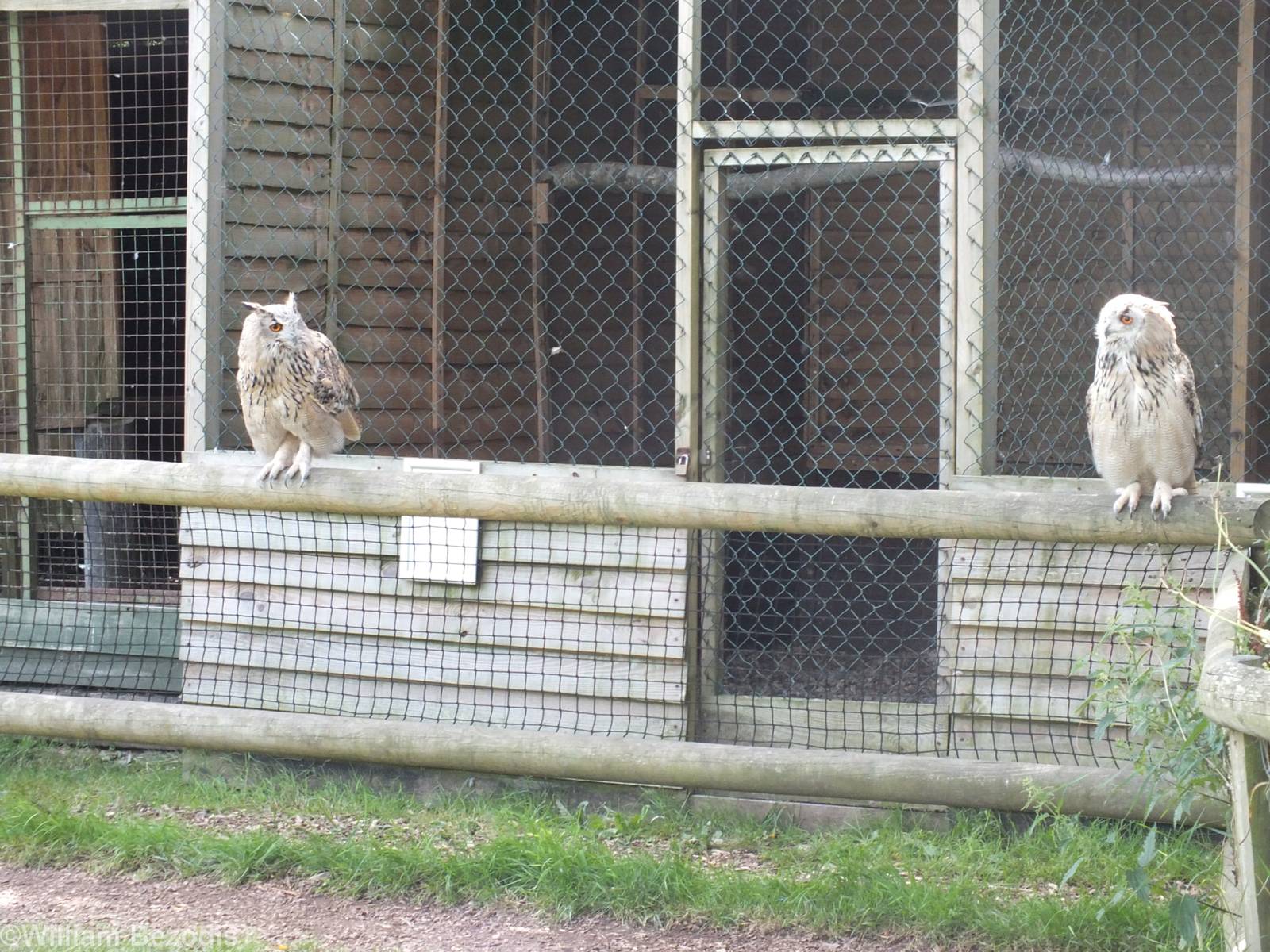 Siberian Eagle Owl Pair in Flight Show