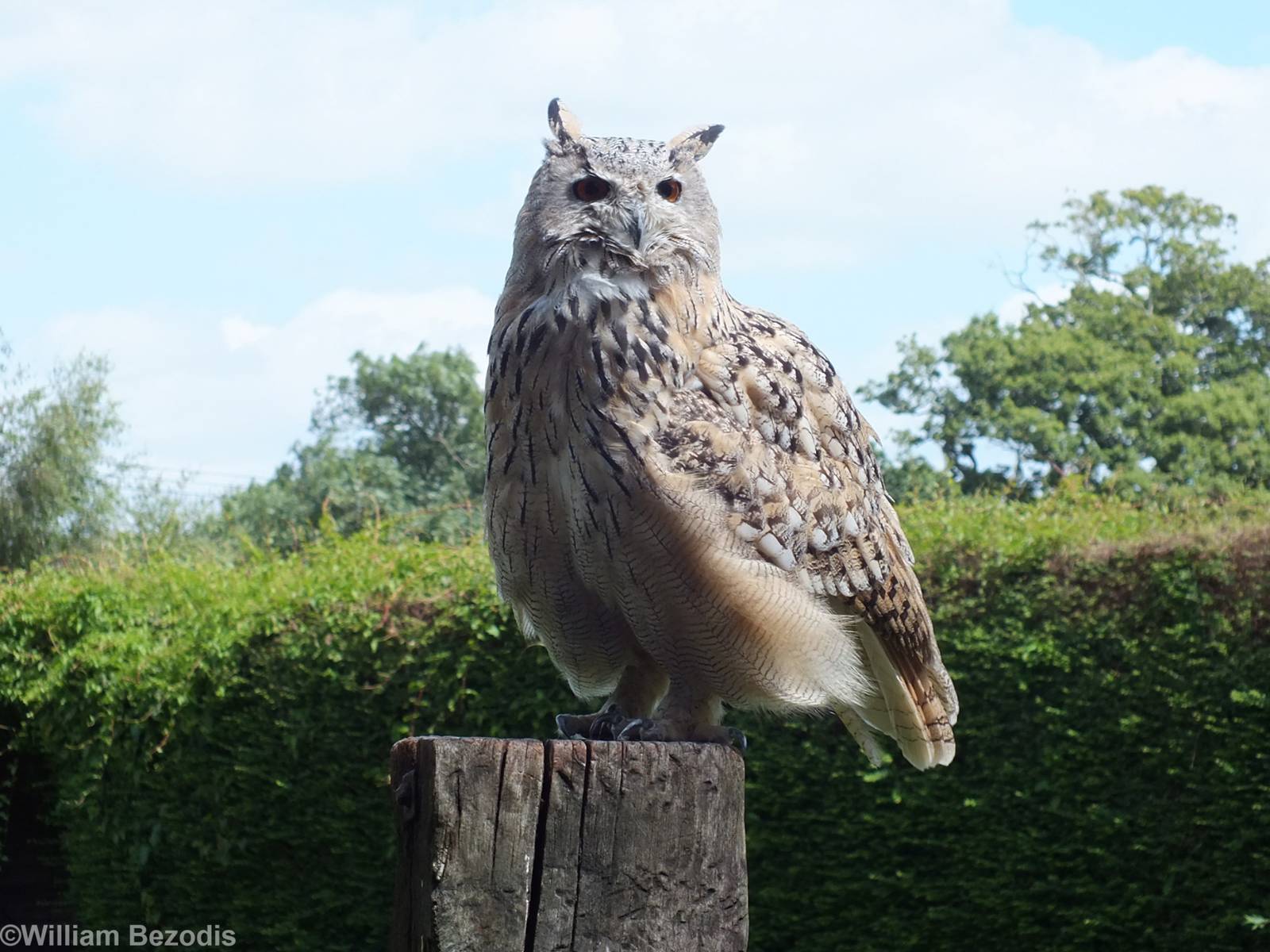 Siberian Eagle Owl Pair in Flight Show