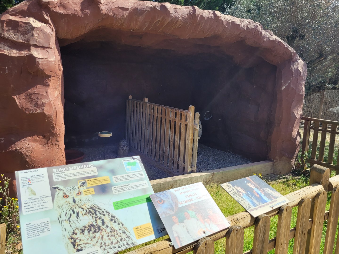 Siberian eagle-owl perches -Tierra Rapaz (2024)