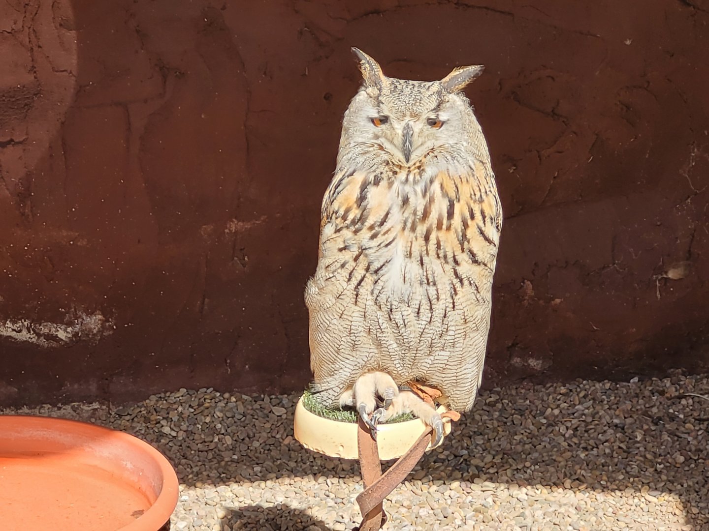 Siberian eagle-owl -Tierra Rapaz (2024)