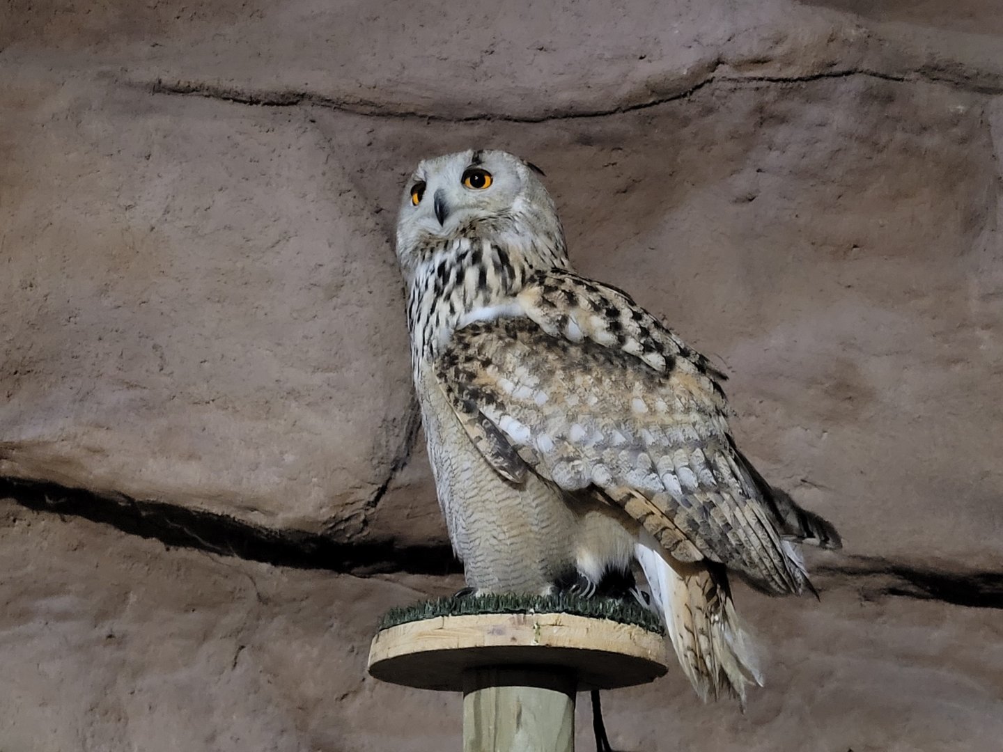 Siberian eagle-owl -Tierra Rapaz (2024)