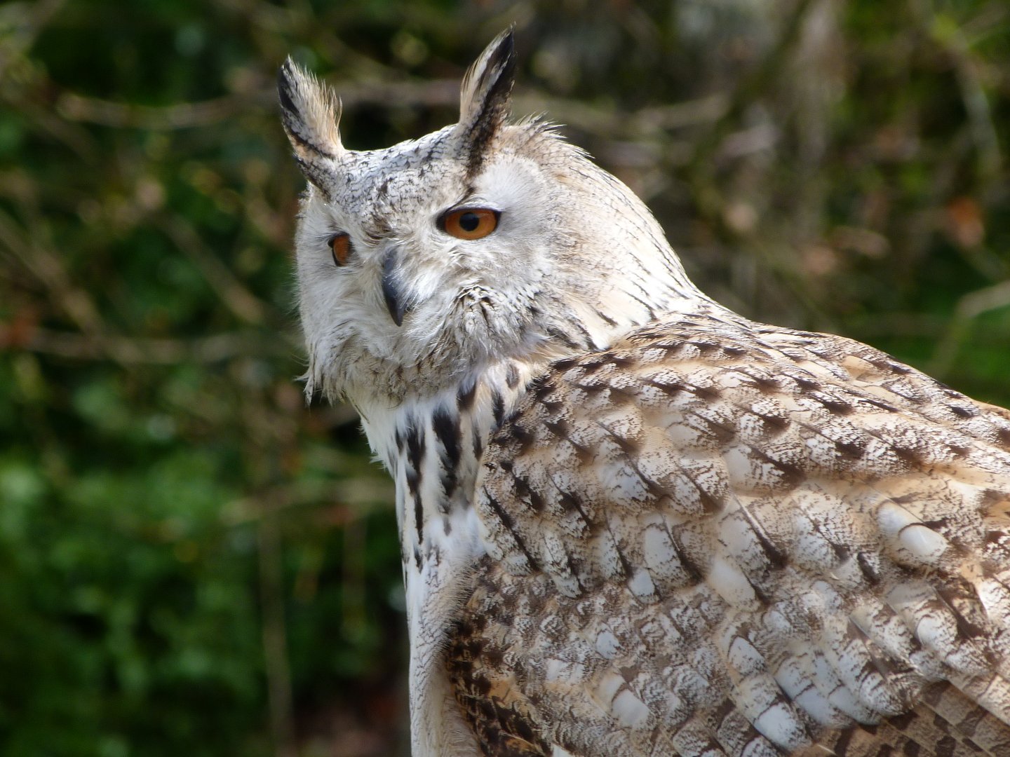 Siberian eagle-owl -ZooParc de Beauval (2025)