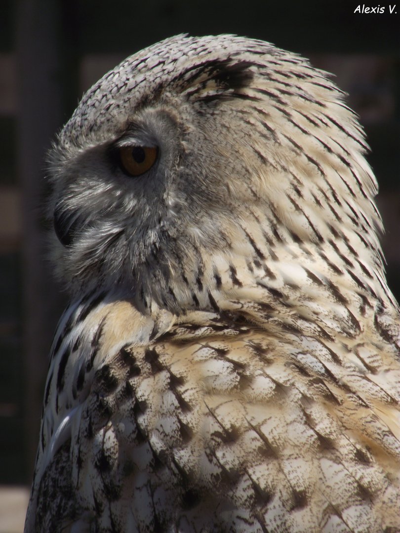 Siberian Eagle-owl - Zooparc de Beauval, 28/06/2025