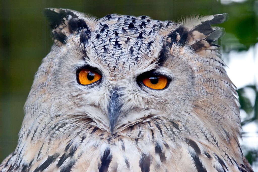 Siberian Eagle Owl