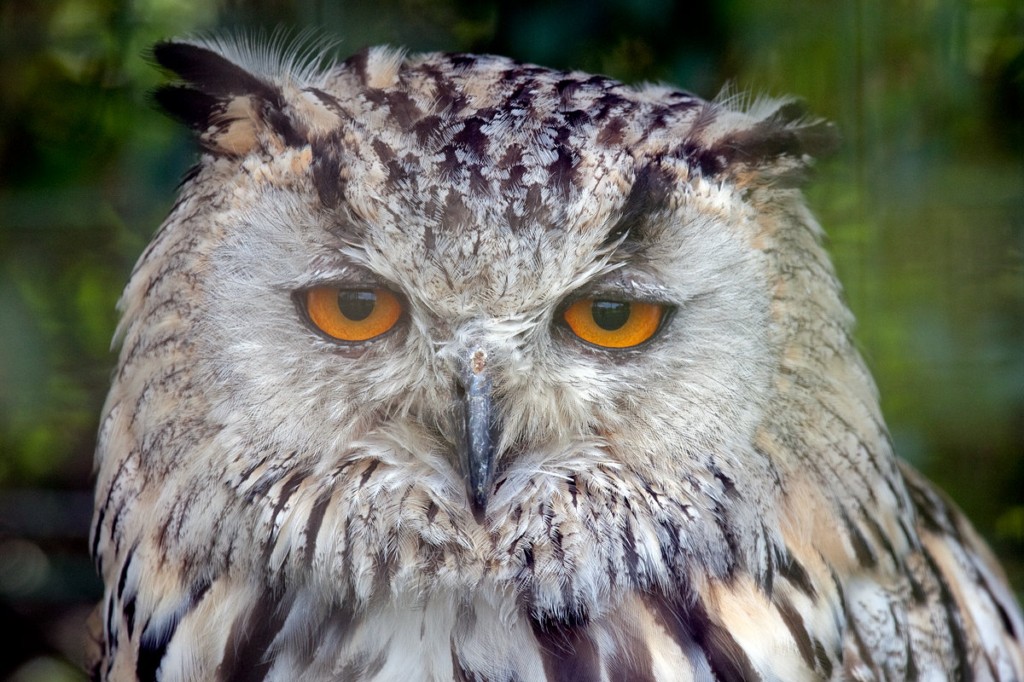 Siberian Eagle Owl