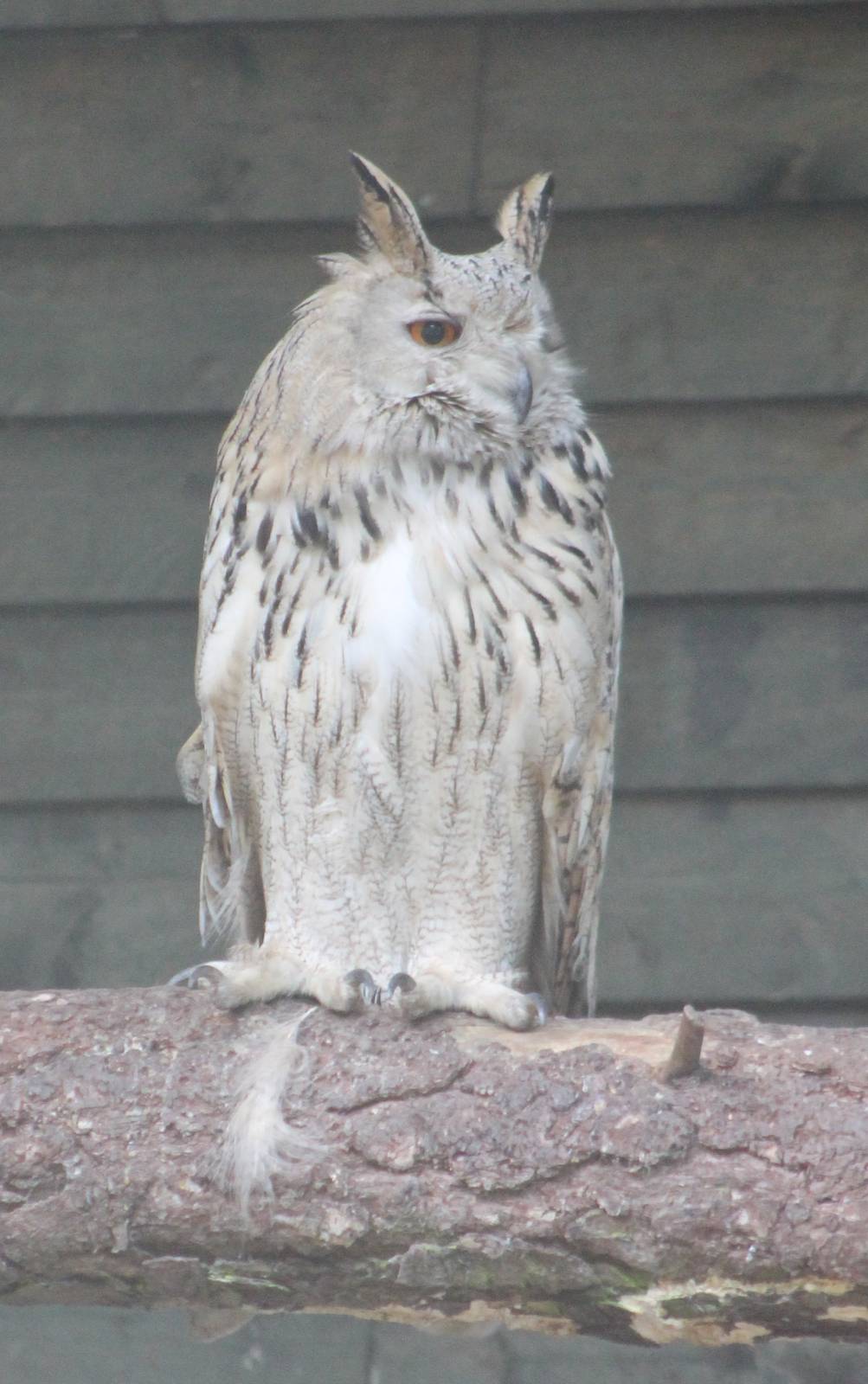 Siberian eagle owl