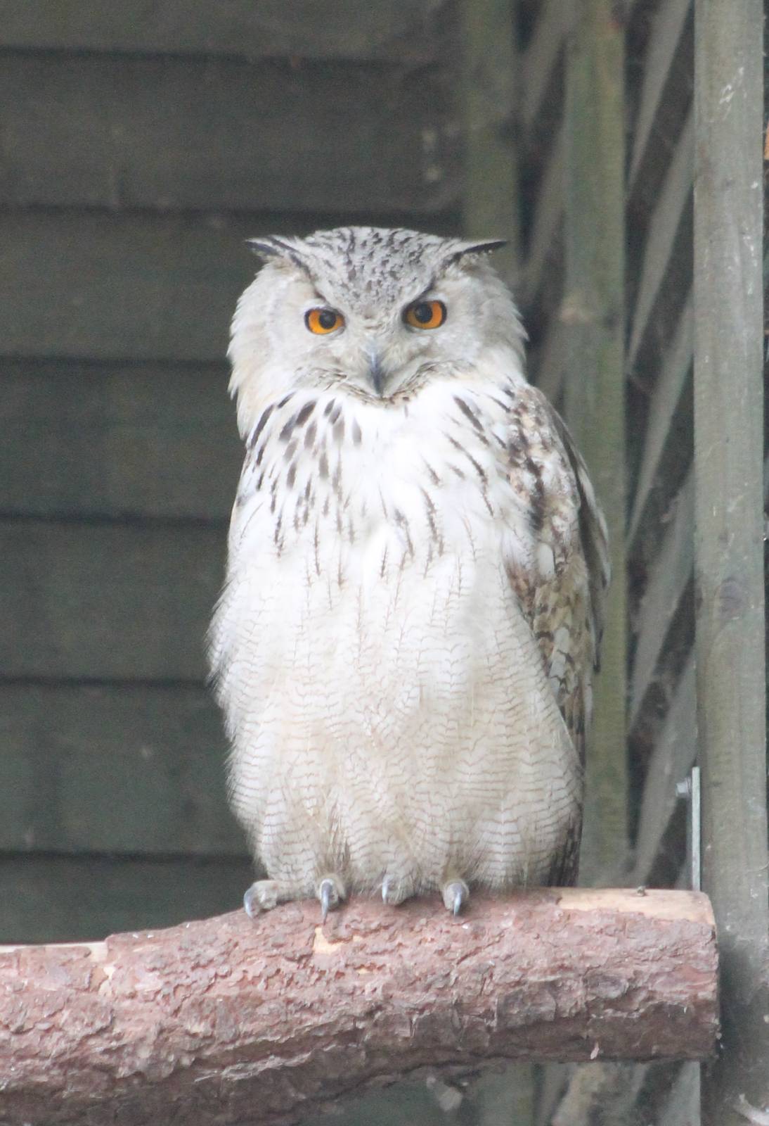 Siberian eagle owl