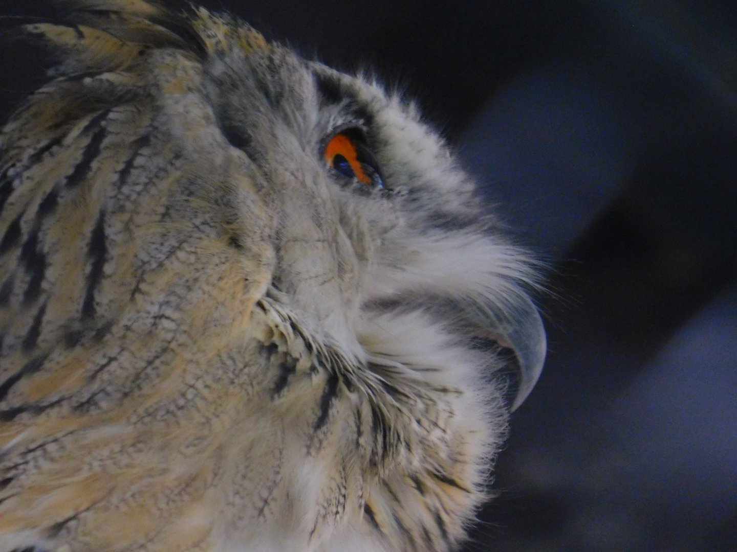 Siberian Eagle Owl