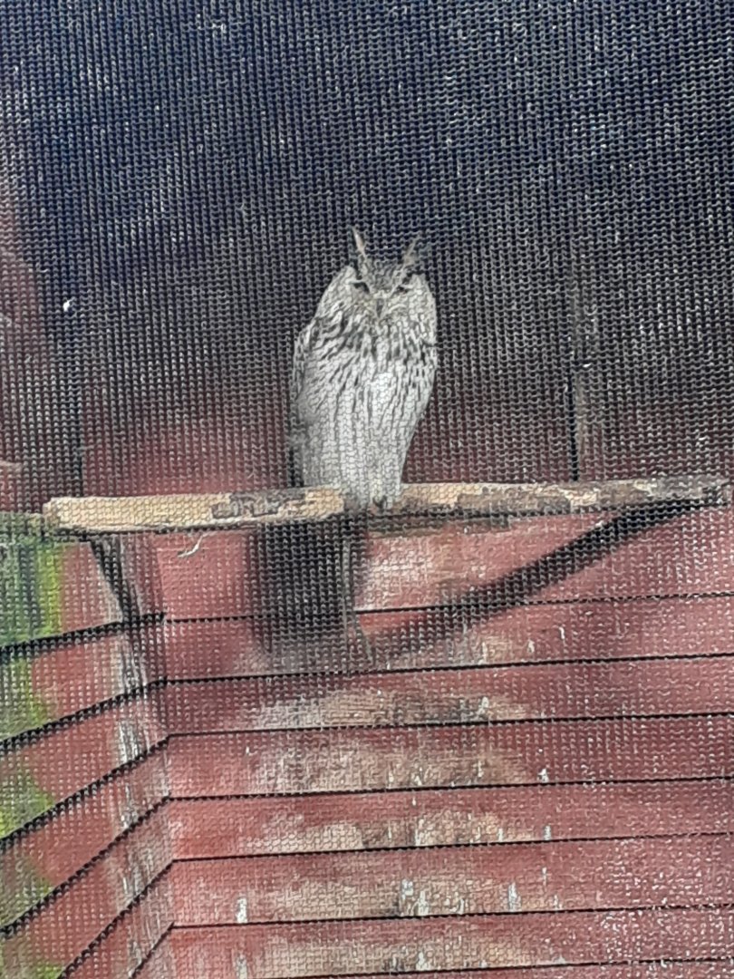 Siberian eagle owl