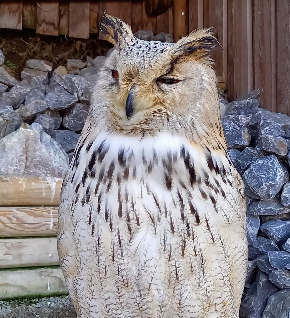 Siberian eagle-owl