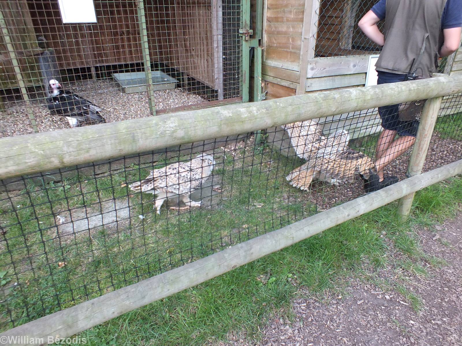 Siberian Eagle Owls Being Led Back to Enclosure