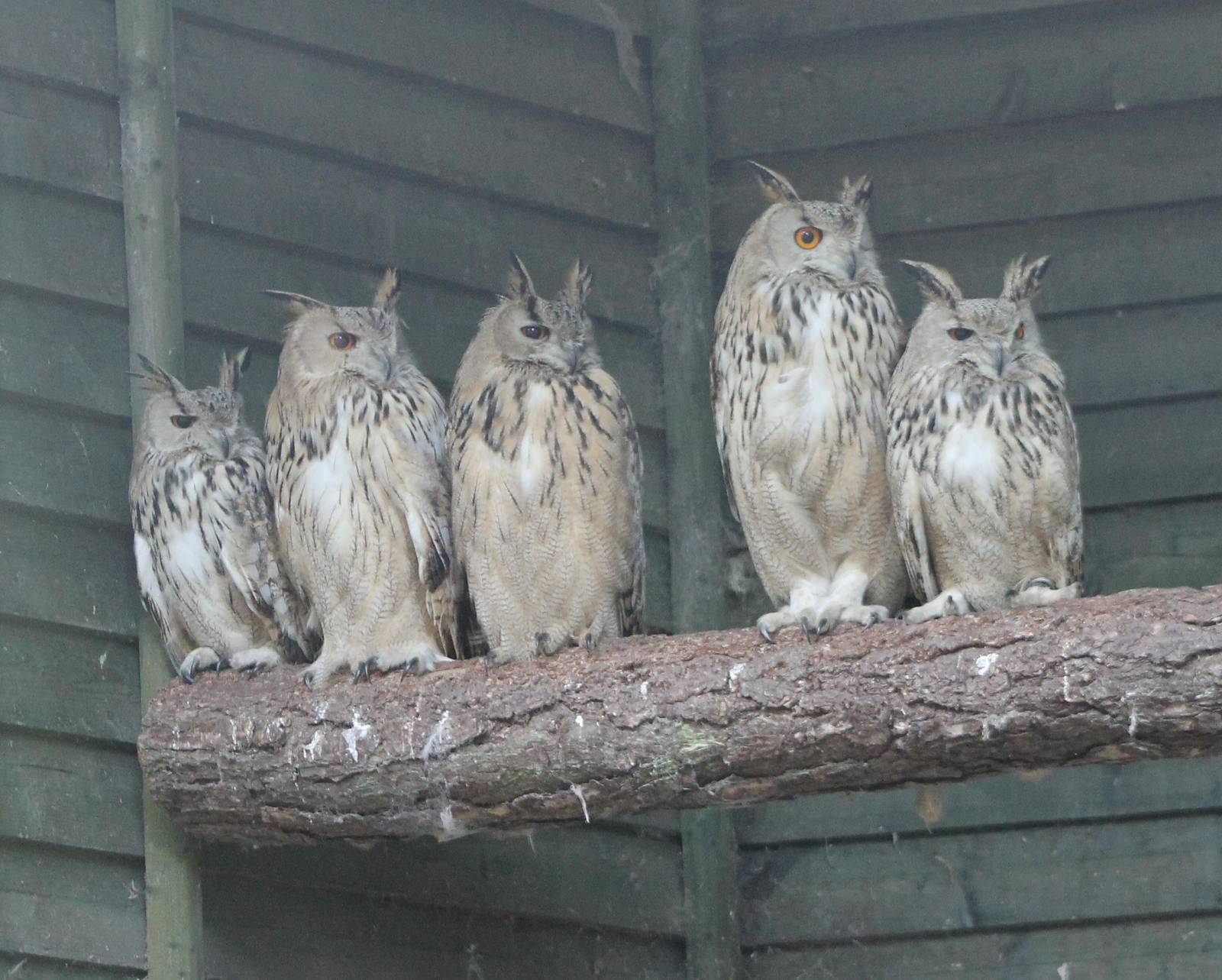 Siberian eagle owls