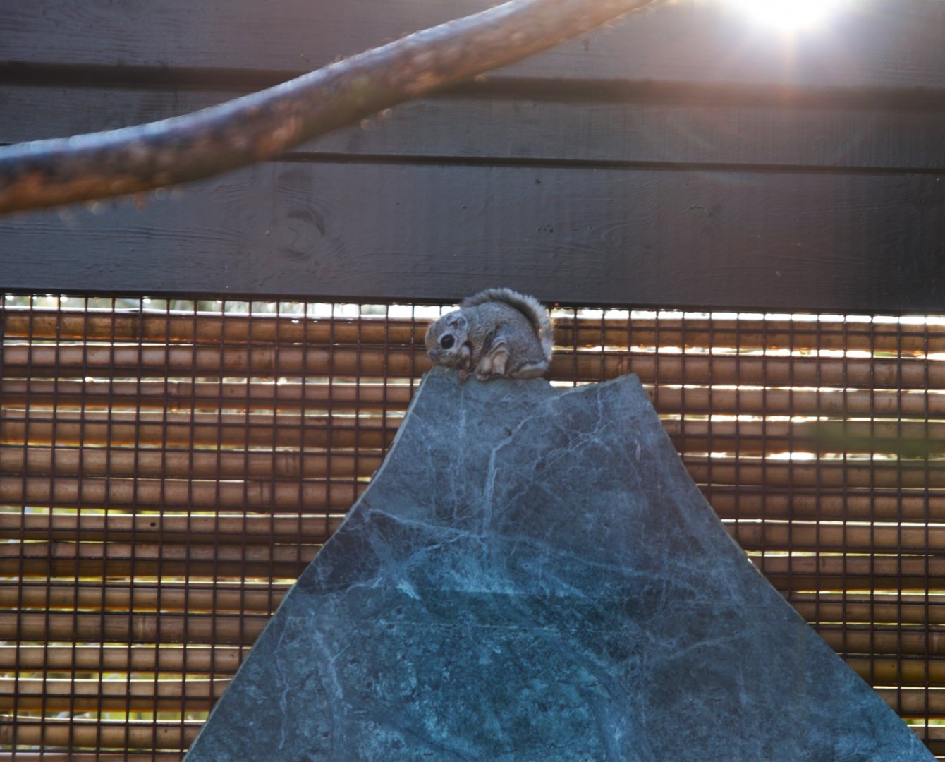 Siberian Flying Squirrel (Pteromys volans volans), 2025-02-27