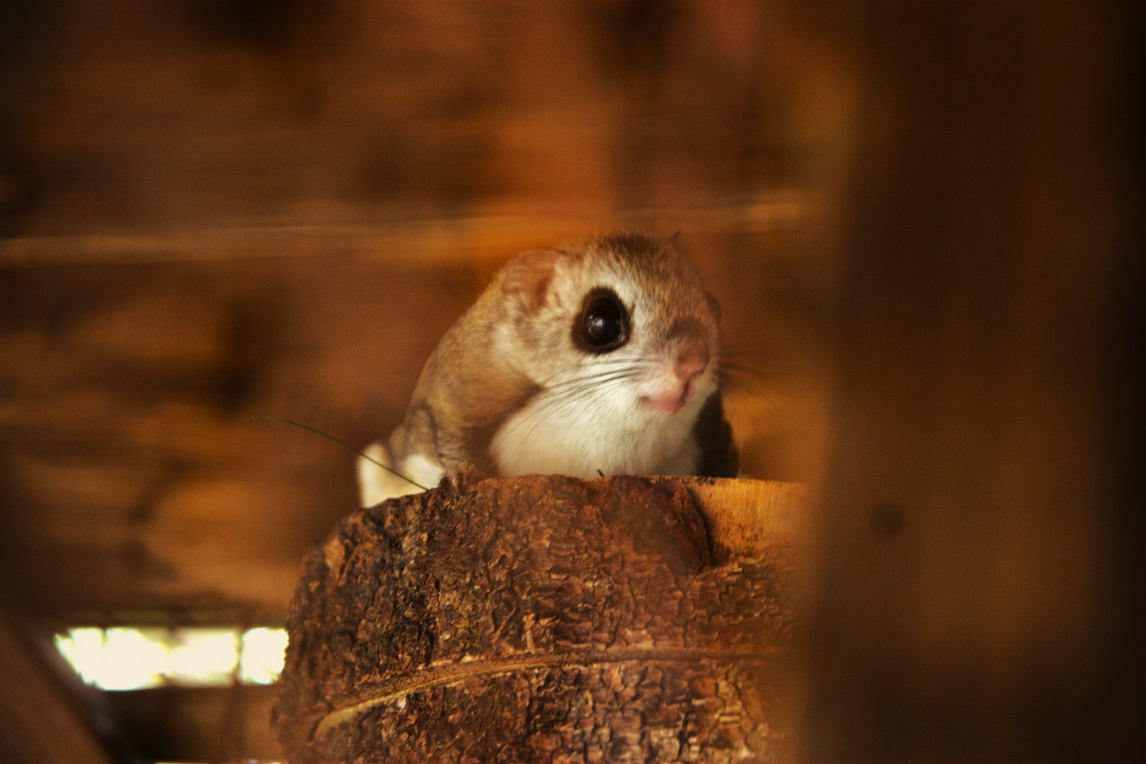 Siberian Flying Squirrel (Pteromys volans volans), 25-04-25