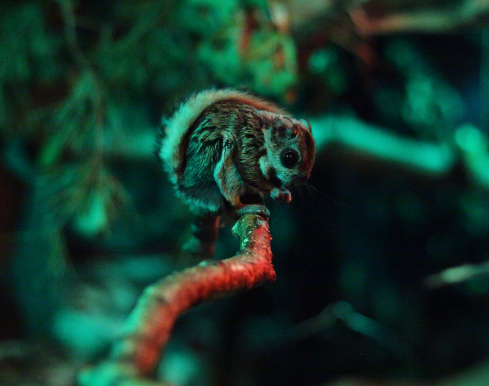 Siberian flying squirrel (Pteromys volans volans)