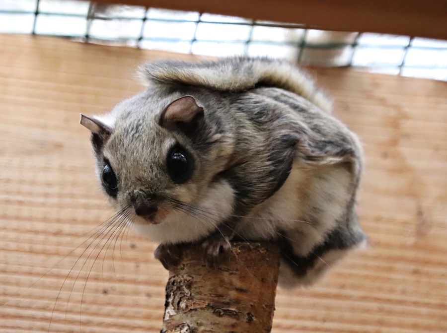 Siberian flying squirrel (Pteromys volans volans)