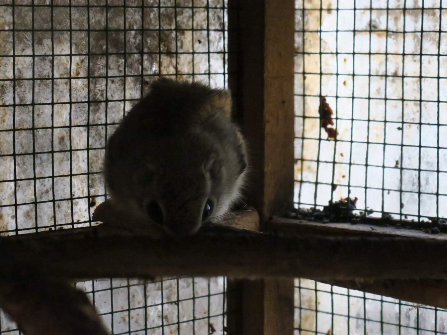 Siberian flying squirrel (Pteromys volans)