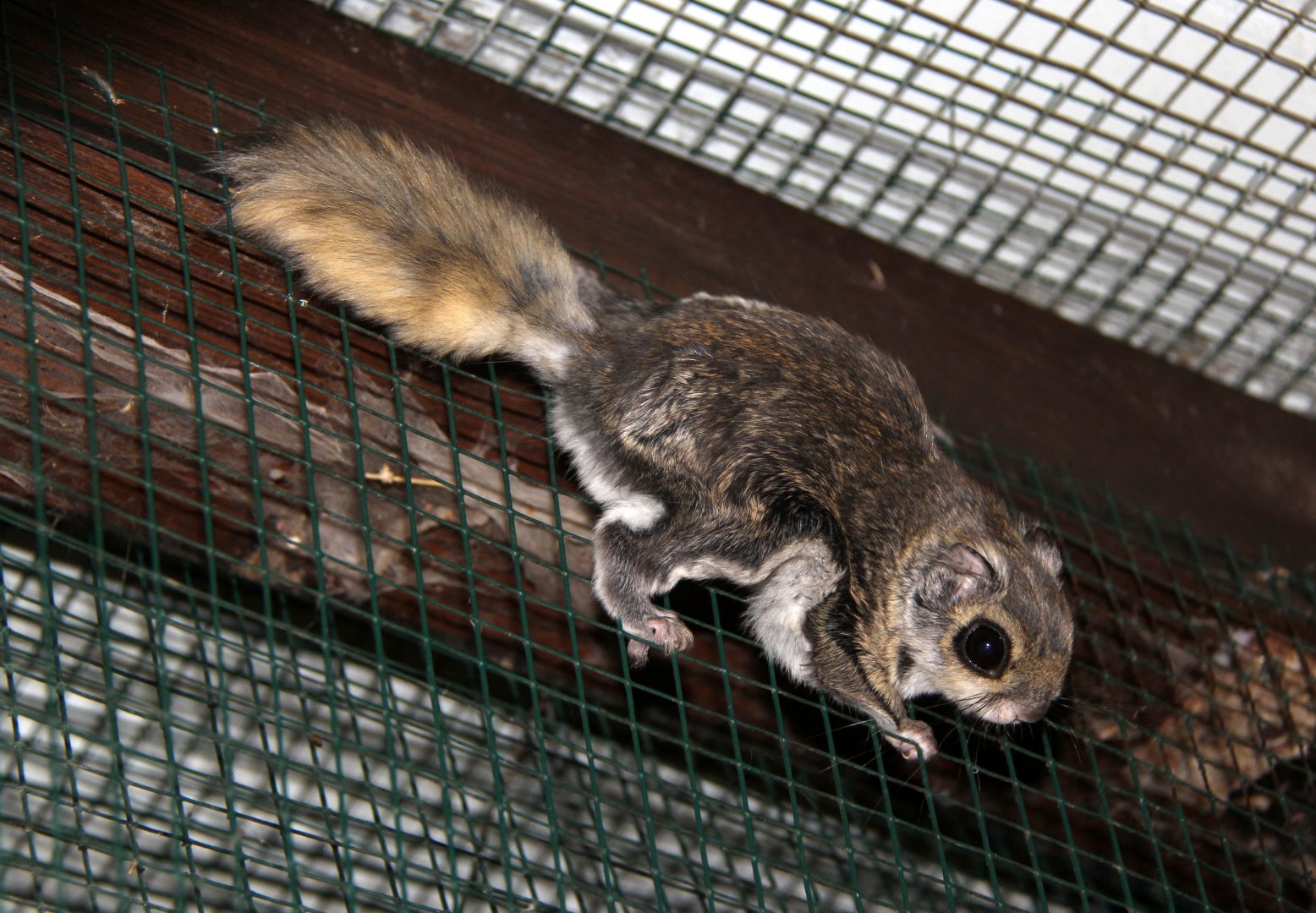 Siberian flying squirrel (Pteromys volans)