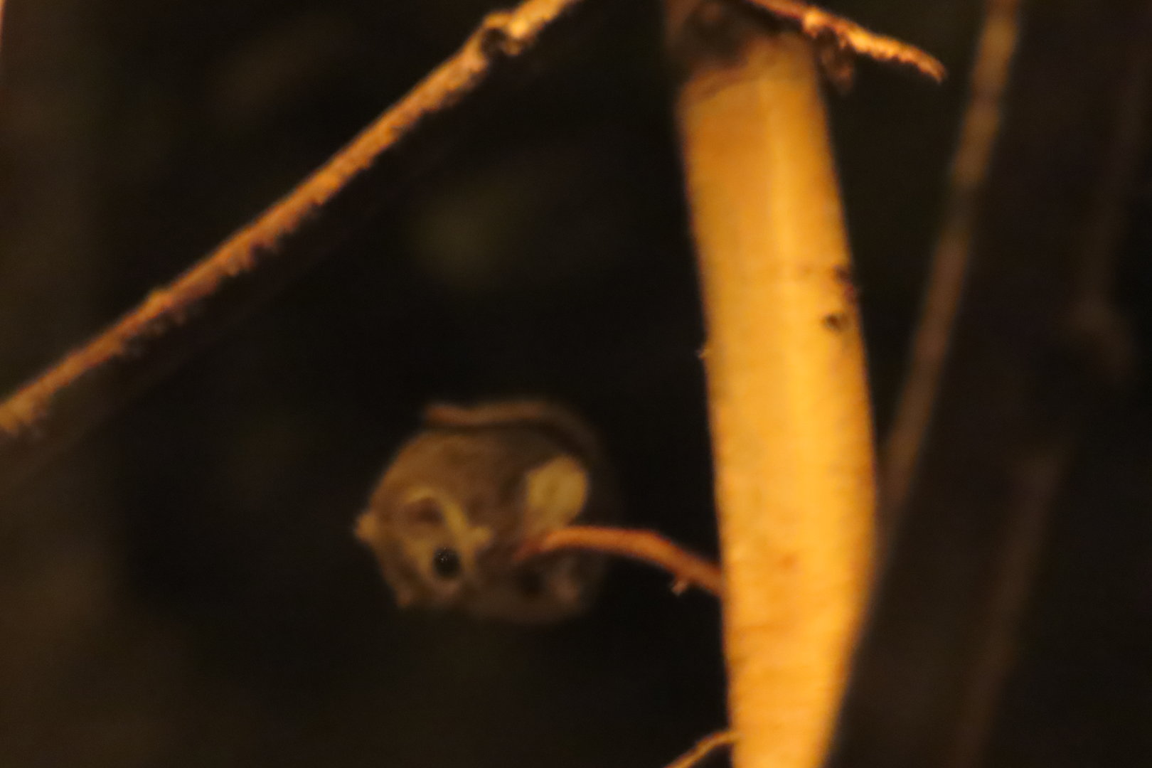 Siberian flying squirrel