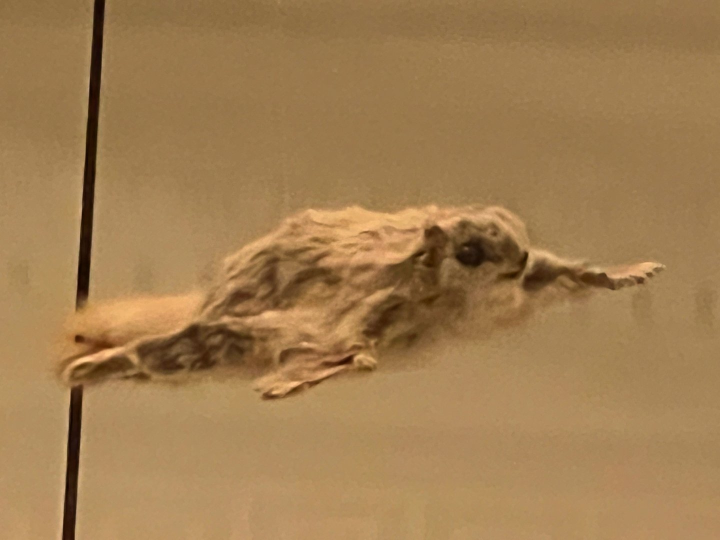 Siberian Flying Squirrel