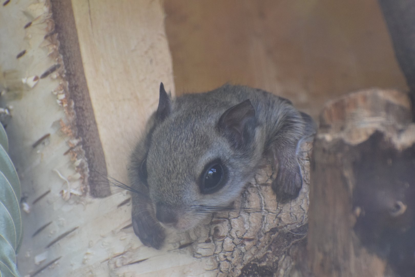Siberian flying squirrel