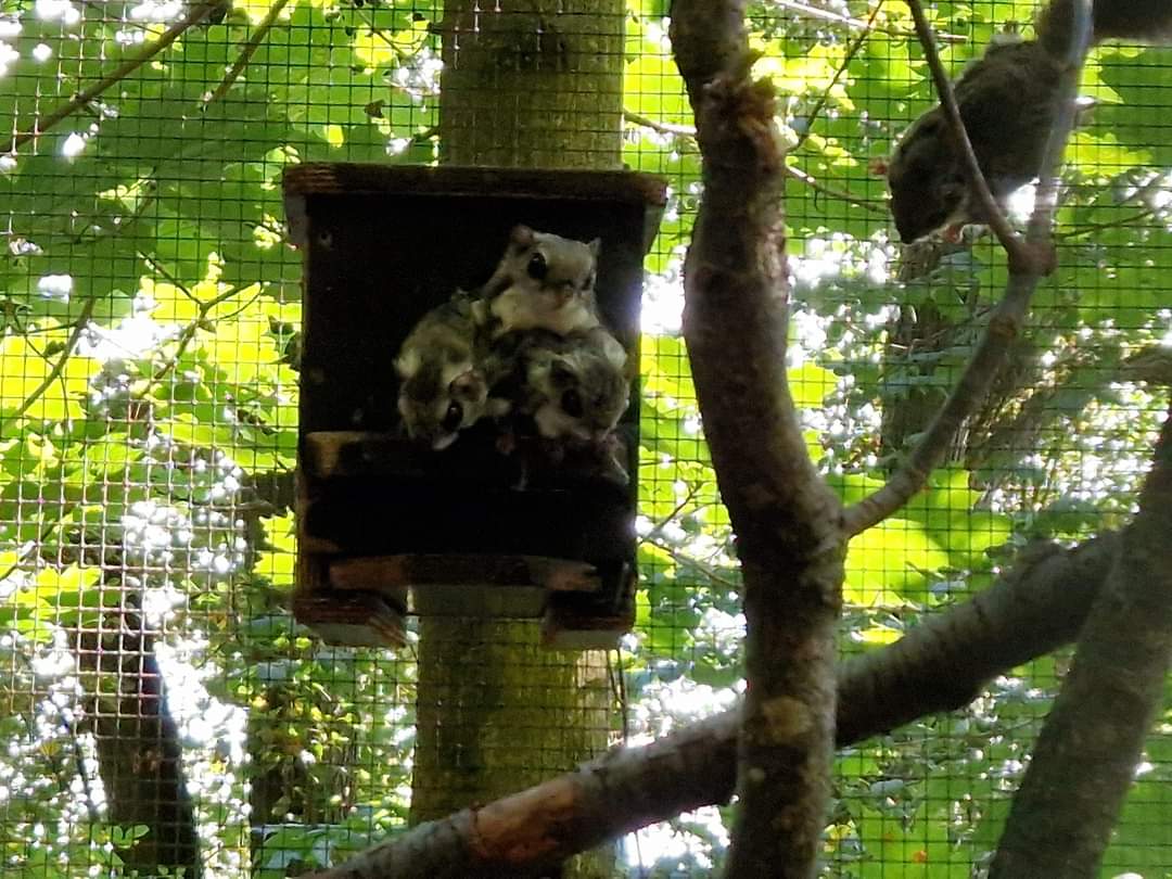 Siberian Flying Squirrels