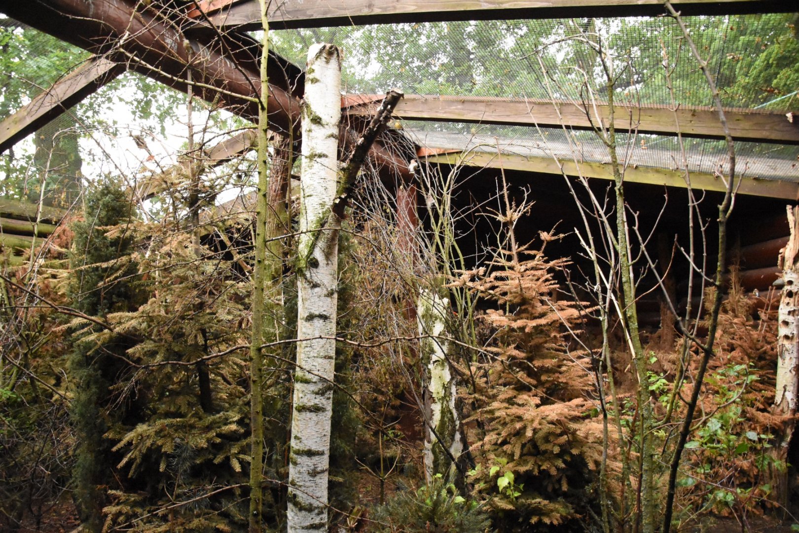 Siberian forest aviary