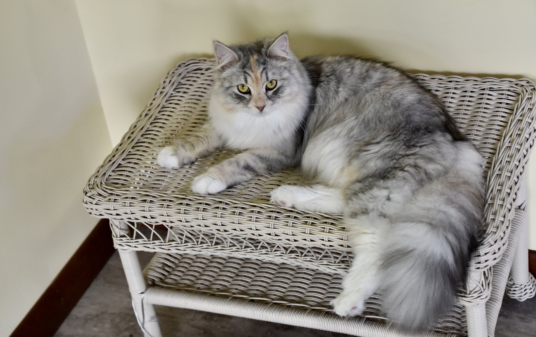 Siberian Forest Cat - "Daisy"