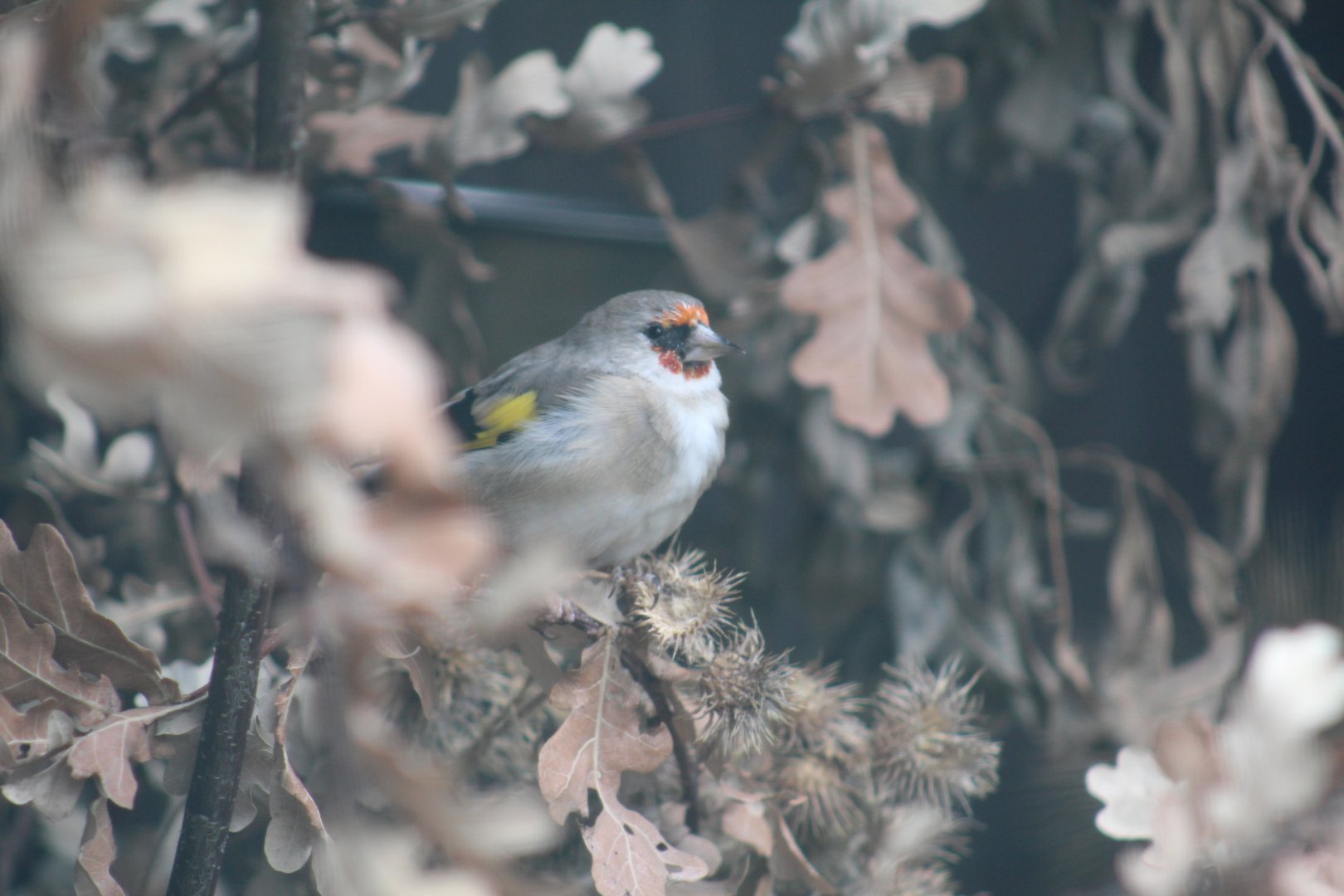 Siberian Goldfinch