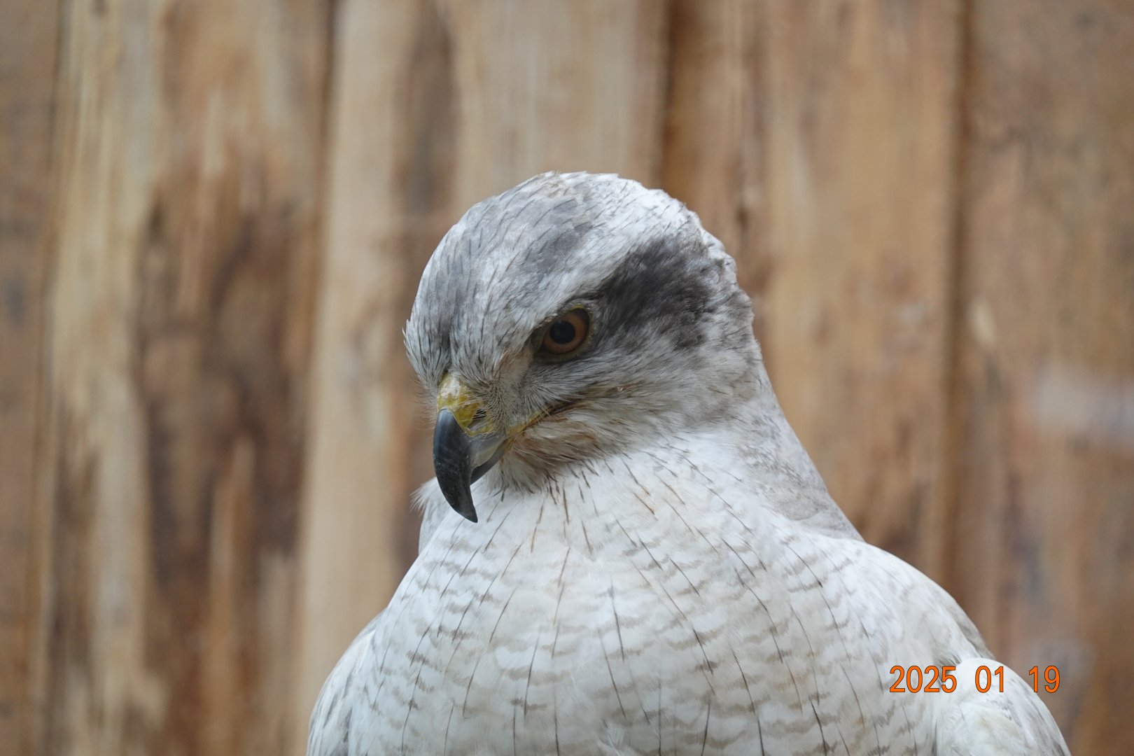 Siberian Goshawk (Accipiter gentilis albidus)