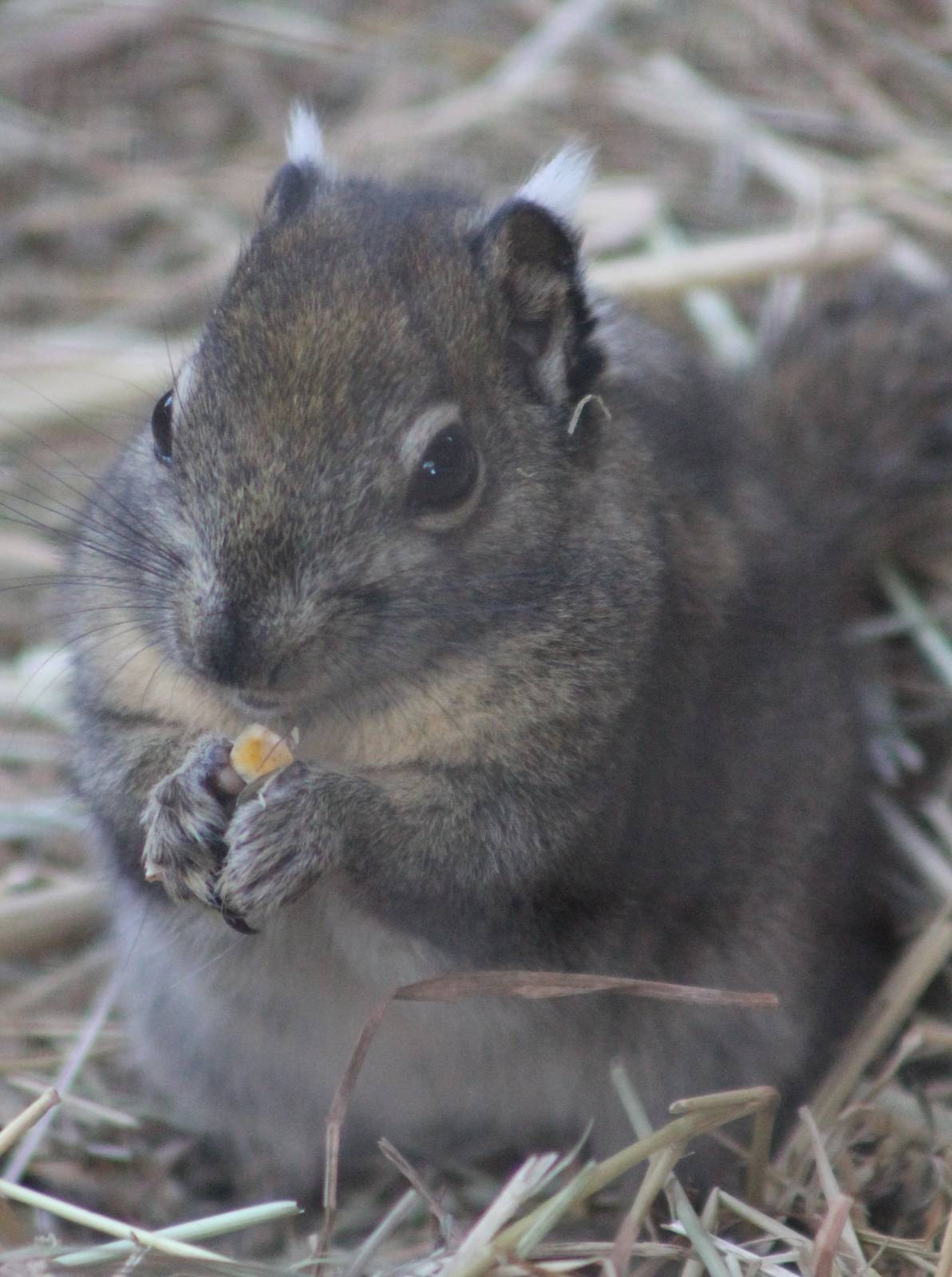 siberian ground squirrel