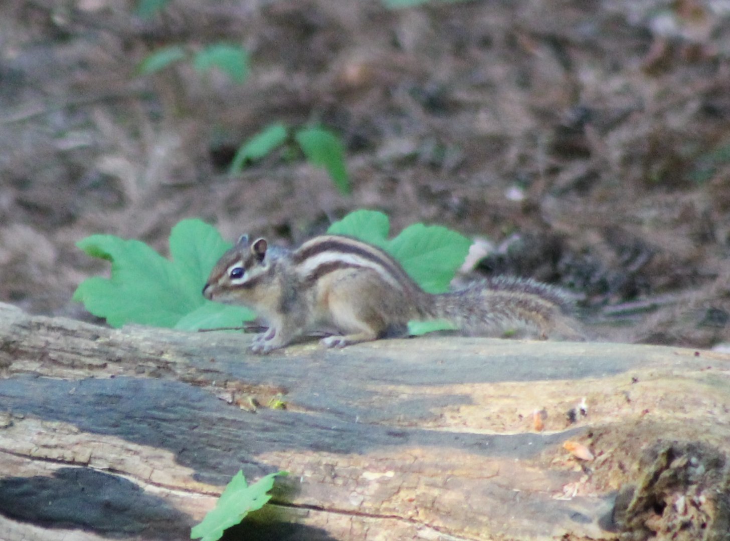 Siberian ground squirrel