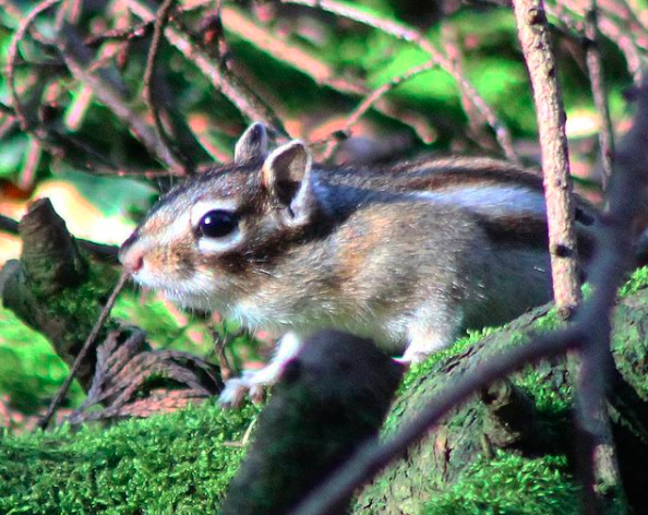 Siberian ground squirrel