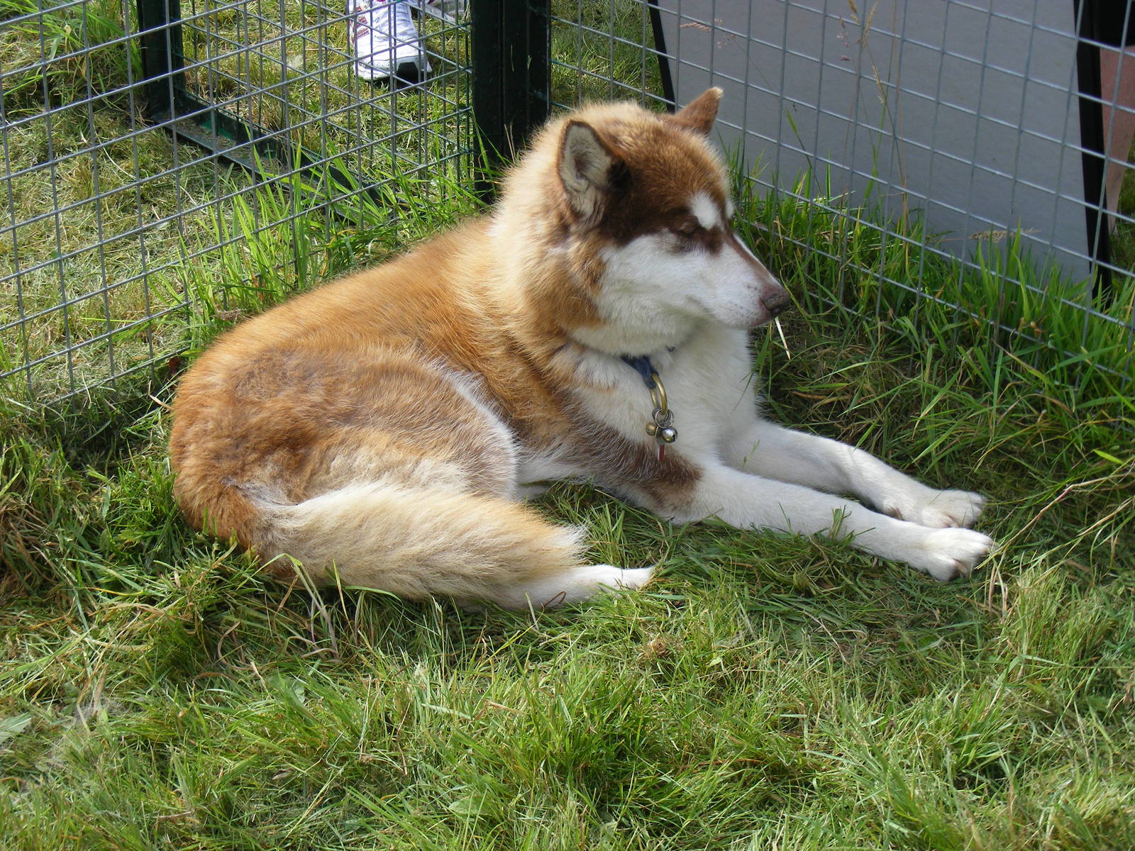 Siberian husky from Karluk Siberian huskies on 29 August 2011