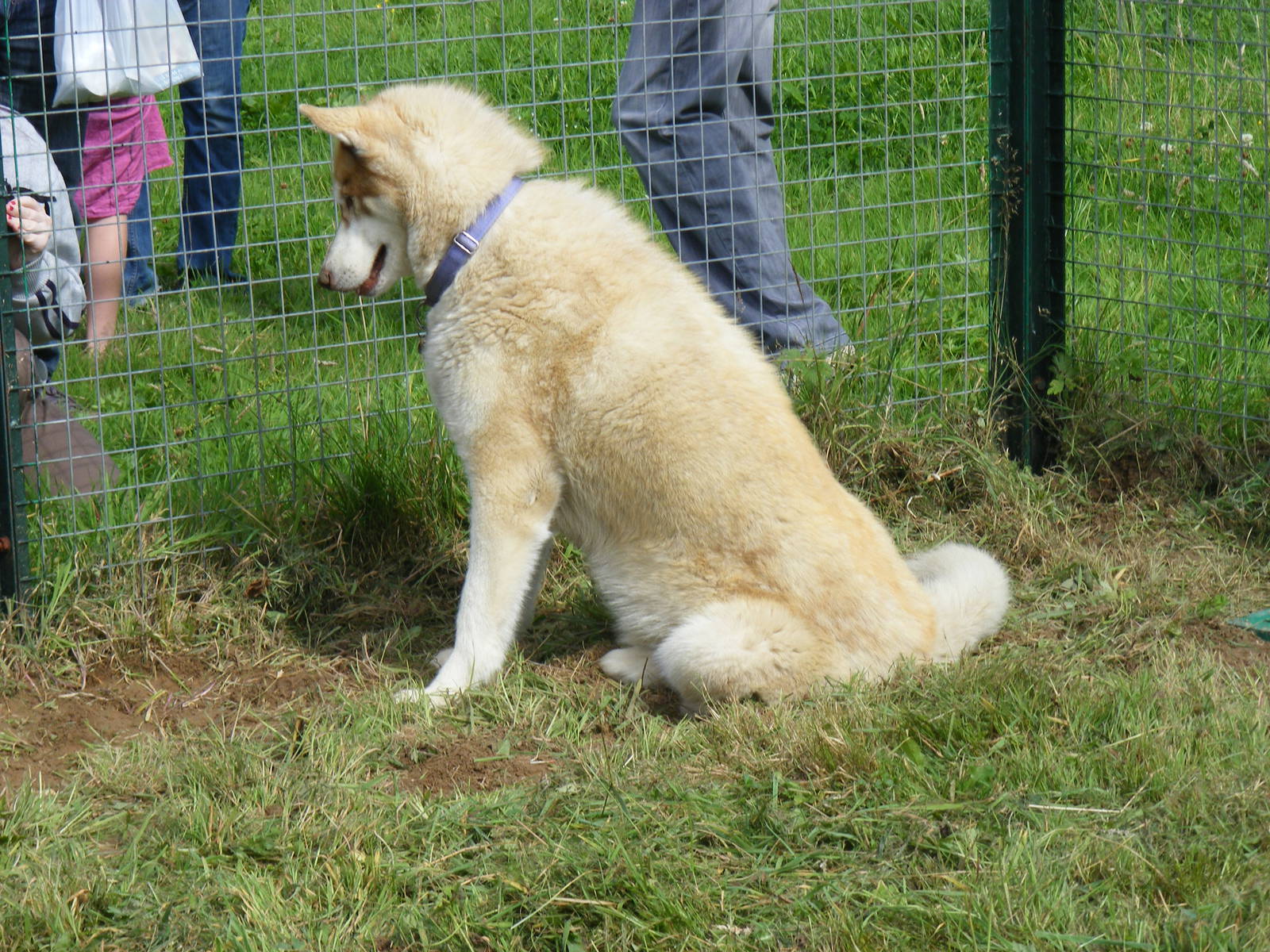 Siberian husky from Karluk Siberian huskies on 29 August 2011