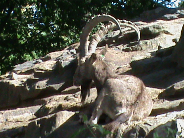 siberian ibex 030910
