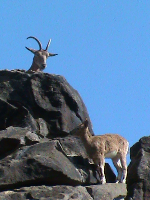 siberian ibex 030910