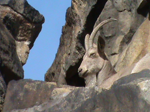 siberian ibex 030910