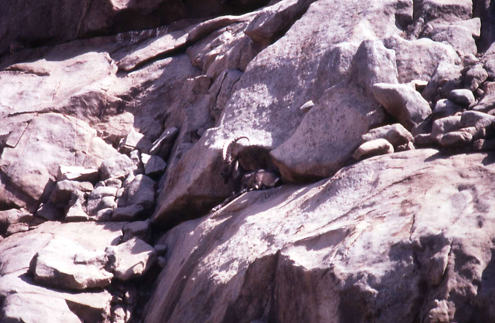 Siberian Ibex - 1992