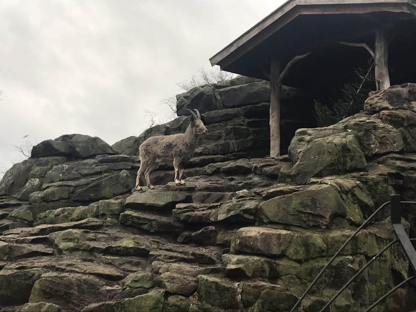 Siberian ibex 290118