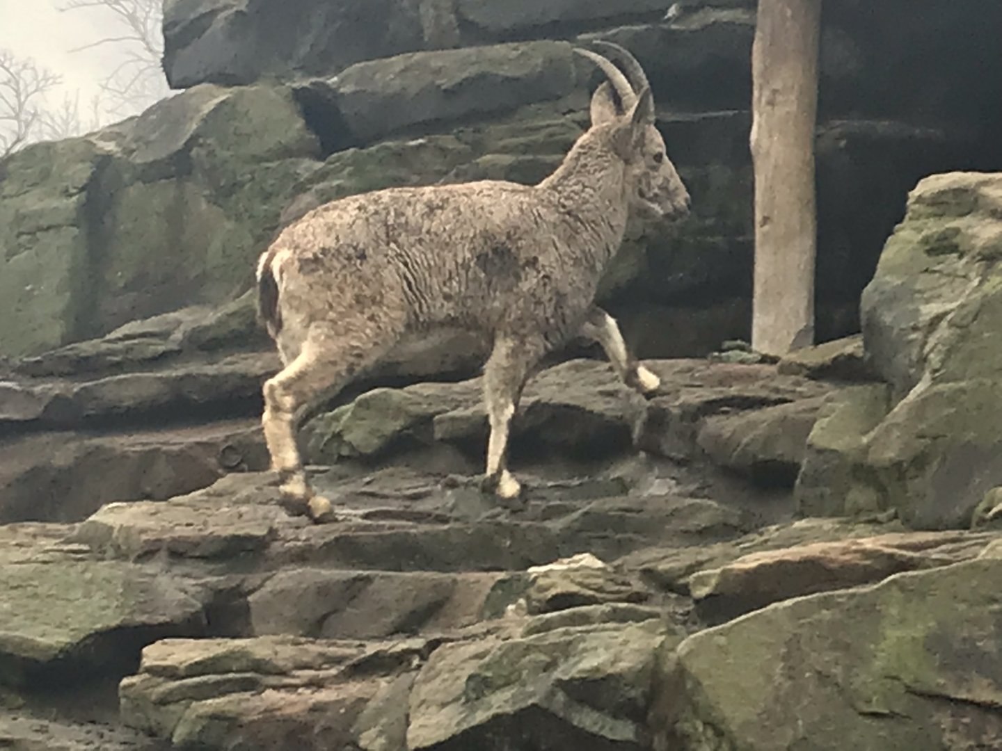 Siberian ibex 290118