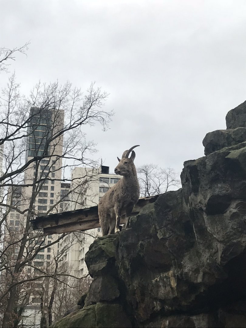 Siberian ibex 290118