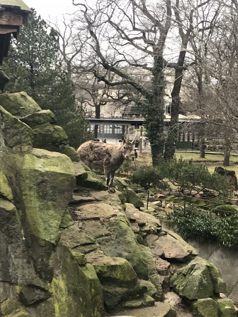 Siberian ibex 290118