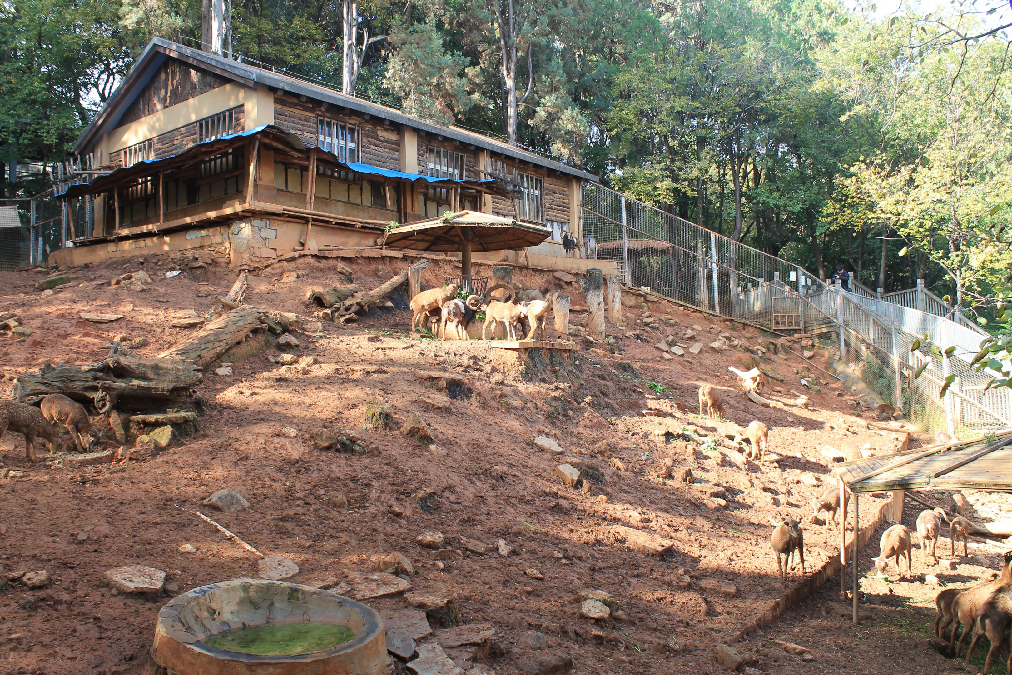 Siberian Ibex and Mouflon enclosure
