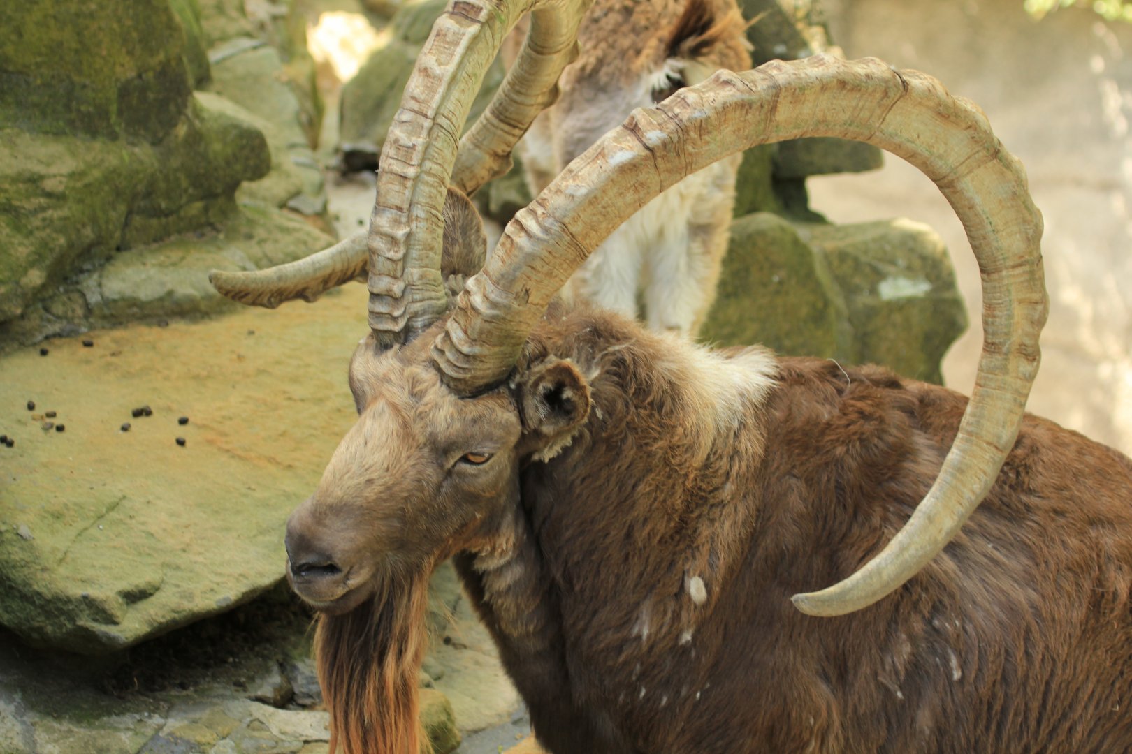 Siberian ibex (April 2018)